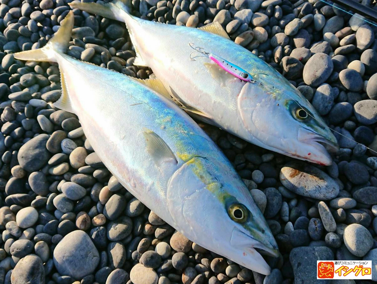 ショアジギング入門ロッドでメーターサワラが釣れた